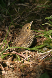 9452 fledgling thrush